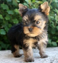 Awesome Yorkshire Terrier puppies