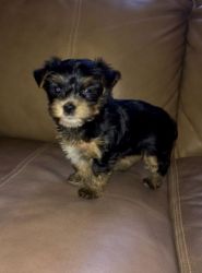 Potty Trained Yorkshire Terrier Puppies