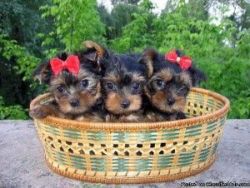 Awesome AKC Potty Trained Yorkshire Terrier Puppies For Adoption