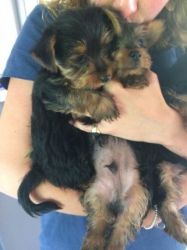 Boy And Girl Yorkshire Terrier Puppies