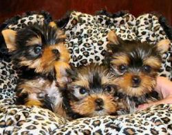 Potty Tranied Yorkie Puppies for New Homes