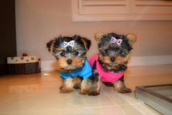 Magnificent Teacup Yorkie Puppies For Sale