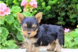 Adorable yorkie puppies for sale