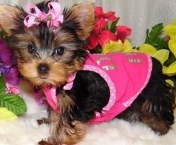 Beautiful Yorkshire Terrier Puppies For Sale