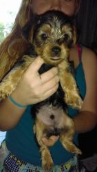 AKC Teacup Yorkies Puppies Available