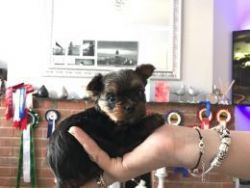 Yorkshire Terrier For Sale, Boy And A Girl