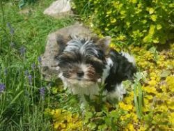 Yorkshire Terrier pups for sale