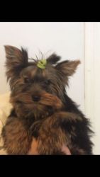Pure Breed Yorkshire Terrier Puppies Girl & Boy