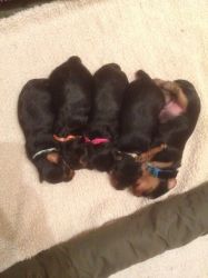 Yorkshire Terrier Puppies two Boy Two Girls Left