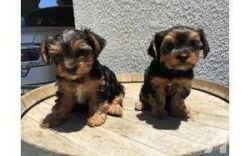Tea Cup Yorkie Puppies female and Male,