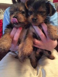 High Quality Adorable Yorkie's For Caring Families