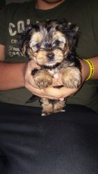 8 week old yorkie puppies $600 teddy bear face