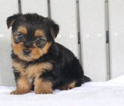valuable Yorkshire Terrier Puppies.