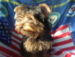 Fantastic Yorkshire Terriers puppies