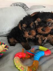 Small size Yorkie puppies free for good homes