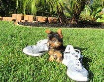 Special Yorkie Puppies needs foster or forever home!