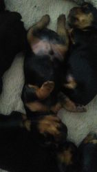 Yorkie Puppies for Sale!