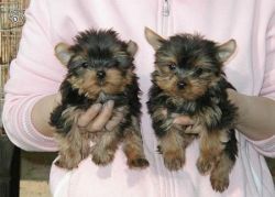Cute T-cup Yorkie puppies available