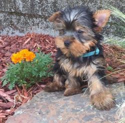 Adorable male and female Yorkie puppies