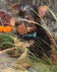 AKC Registered male and female Yorkie Puppies
