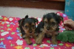 Outstanding Tea-cup Yorkie Puppies Available
