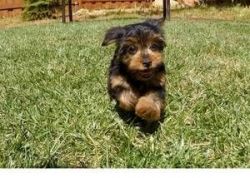 cute yorkies ready to rehome