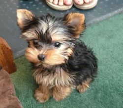 Yorkshire Terrier Puppies that I need to rehome