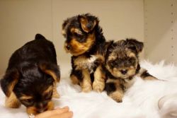 yorkie puppies both male and female