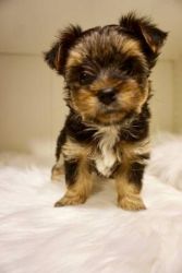 Cute Small Yorkshire Terriers