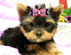 AKc Yorkshire Terrier Puppies