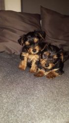 Yorkshire Terrier puppies, boys and girls.