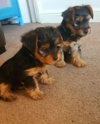 Yorkshire Terrier Puppies Ready To Go