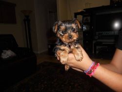 Charming Yorkie puppies available