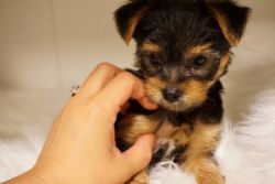 Yorkie Puppies for good homes