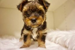 gorgeous male and female yorkie puppies