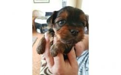 male and female yorkie puppies