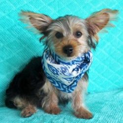 YTFDFRC Female Yorkie Pupies for sale