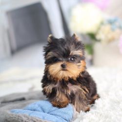 cute little yorkie puppy
