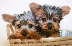 Purebred Teacup Yorkie Puppies