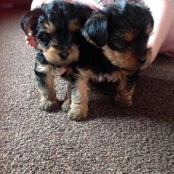 Available Yorkshire Terrier 12 weeks old