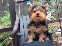 Yorkshire Terrier- Male- Small, AKC