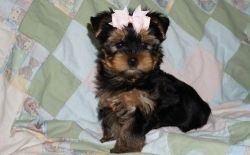 Family Litter Tea Cup Yorkie Puppies Ready Now
