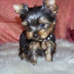 AKC Register Yorkshire Terrier Puppies for Sale