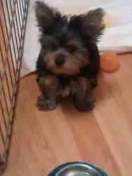Yorkshire Terrier Puppies - For Sale