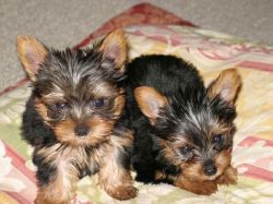 Teacup Yorkie puppies Available