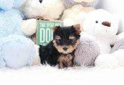 Purebred AKC Teacup Yorkie Puppies.