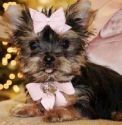 Yorkie puppies ready for adoption