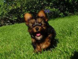healthy and super cute yorkie puppies