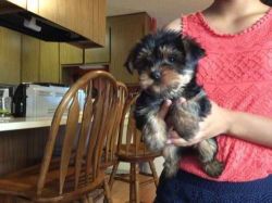 Cute and Adorable Yorkie Puppies for Adoption