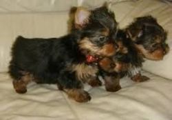 Afectionate Yorkie Puppies for Free